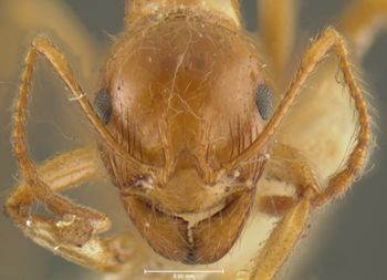Media type: image; Entomology 22782   Aspect: head frontal view